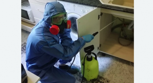 Уничтожение муравьев в квартире. Шлиссельбург