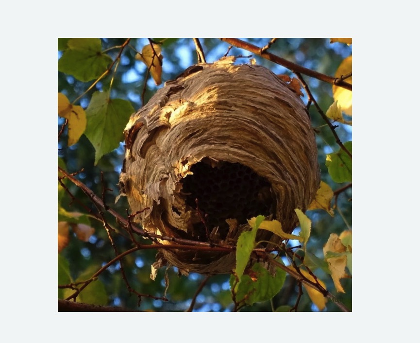 Обработка от шершней в Шлиссельбурге