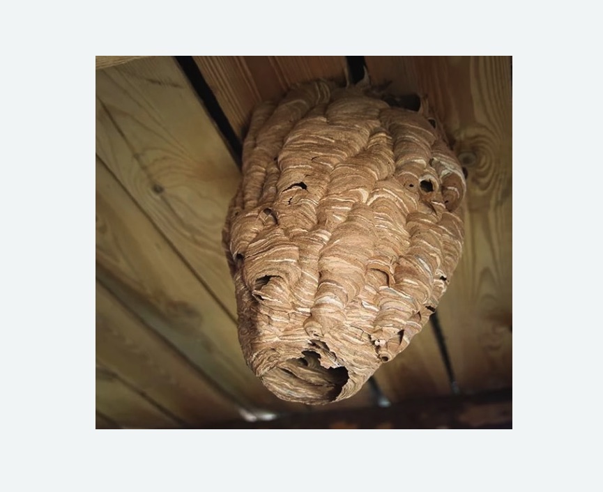 обработка от шершней в Шлиссельбурге