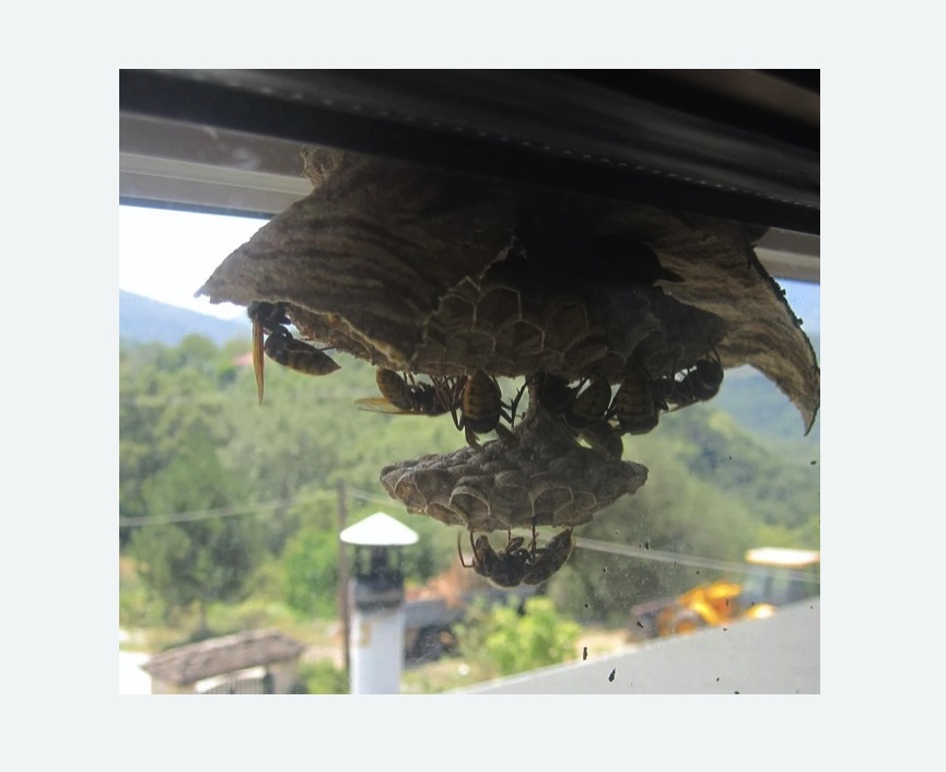 Уничтожение гнёзд шершней в Шлиссельбурге