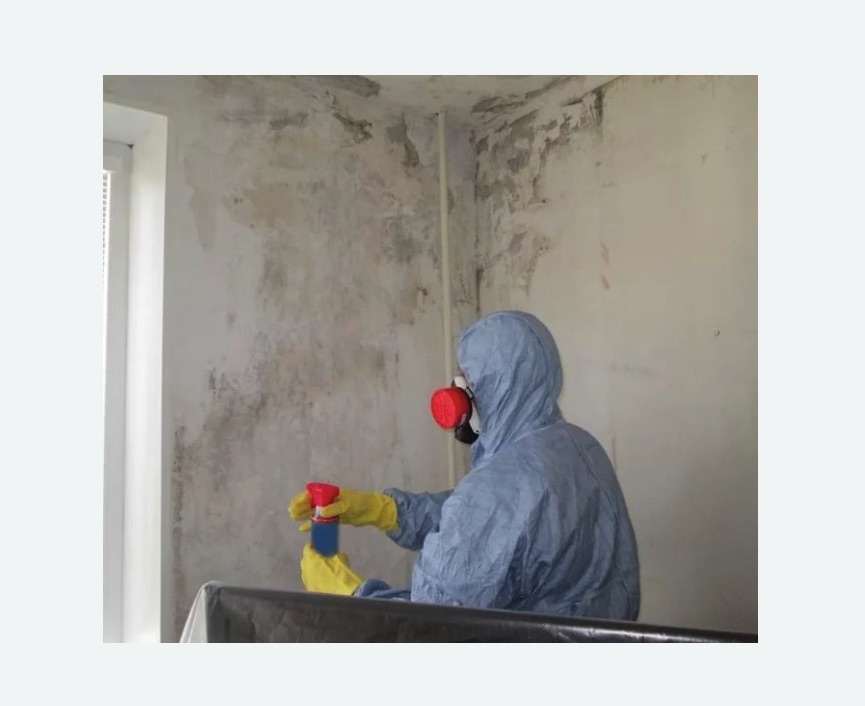 Удаление плесени в квартире в Шлиссельбурге