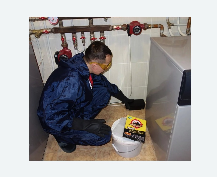 Уничтожение крыс Уничтожение крыс в Шлиссельбурге