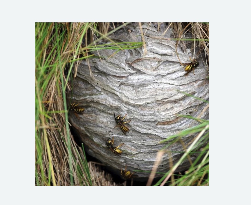 Уничтожение ос и ульев в Шлиссельбурге